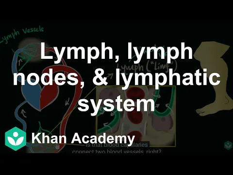 Lymph, lymph nodes, lymphatic system Life processes Biology Khan Academy - Biology video for Grade 10