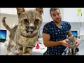 Download Lagu ÇENESİ KIRIK KEDİNİN İNANILMAZ DEĞİŞİMİ! ( Tedavi Sonrası Hali Gözlerinizi Yaşartacak! )