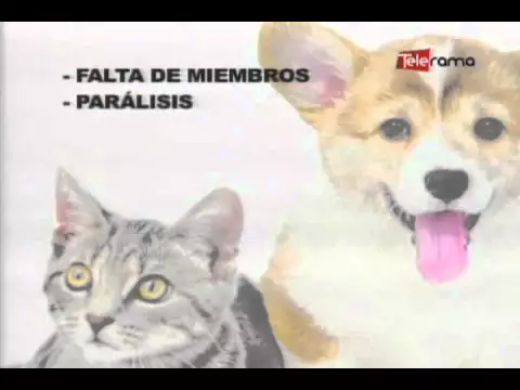 Discapacidad en mascotas