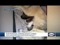 Dover animal shelter caring for 10 huskies including 6 puppies it says were rescued from hoardi