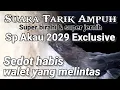 Download Lagu SP AKAU 2029 EXCLUSIVE, suara tarik Akau terbaik.suara tarik walet ampuh, jernih, original, terbukti