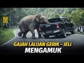 Lagu CEMAS ‼️ GAJAH LIAR \