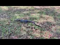 Waco Parks and Recreation find alligator near Brazos Park East