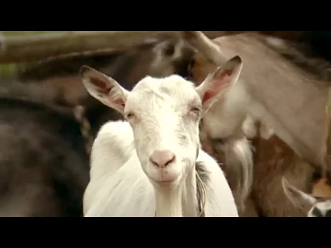 Outline Video Health and Food Safety – Audits