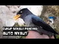Download Lagu cukup sekali pancing semua jalak kebo langsung nyaut dan emosi dengar suara jalak kebo ini