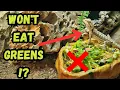 Stubborn Bearded Dragon Won t Eat Greens Try These 9 Easy Techniques