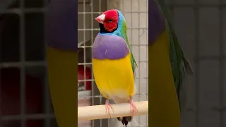 Gouldian Finch Singing Bird Sounds Aviary Birds Birds Bird Nature Animals Pets Animals 
