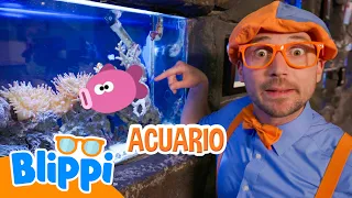 Blippi Aprende Sobre Animales Marinos y Terrestres | Blippi | Moonbug Kids - Parque en Vivo!