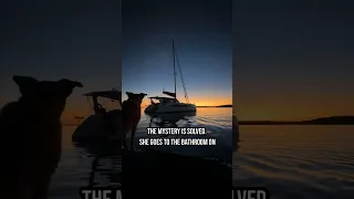 Where does our dog 💩??⛵️😄