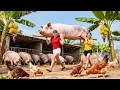 TIMELAPSE -- Harvesting 200Kg Giant Piglets, Go to Market Sell \u0026 Cooking Spicy Banana Soup