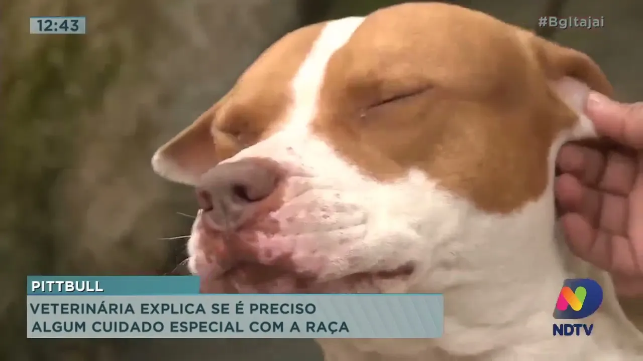 Veterinária explica se é preciso algum cuidado especial com a raça Pitbull