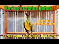 Lagu korlap trotol jahat gacor abis tembakan tajam || hummingbird chirping