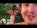 Download Lagu Guy Raises Caterpillars Into Monarch Butterflies | The Dodo