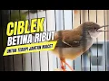 Download Lagu Suara Ciblek Betina Gacor Memanggil Jantan, Ampuh Mengatasi CIBLEK MACET Maupun Ciblek Bahan