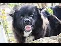 Download Lagu Dog Barking - 3 Hours