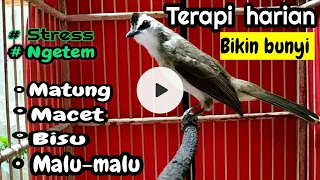 pancingan buat terapi trucukan bahan ombyokan pancingan bunyi trucukan sering diam 