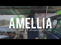 Download Lagu Amelia X Cepak Cepak Jeder - Rikki VAM 69 Project