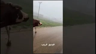 فيديو غزيب جدا في صلاله فقط 