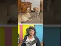 Download Lagu Funny Try Not To Laugh Challenge 😱 #shorts