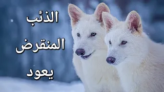 عودة الذئب الرهيب إلى الحياة بعد        سنة من الانقراض   دندنها