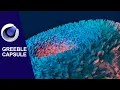 Cinema 4D Greeble Capsule
