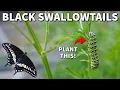 PLANT THIS For More Black Swallowtail Butterflies In Your Garden