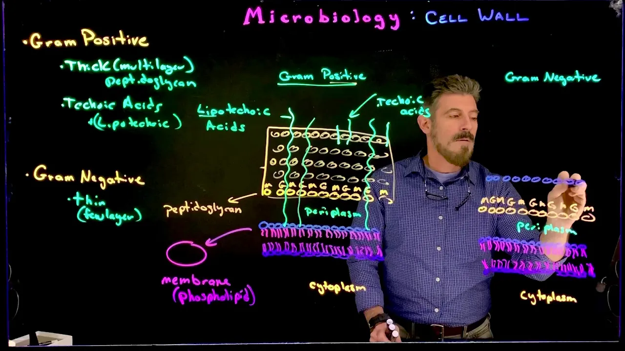 Gram Positive vs Gram Negative