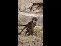 Baby Baboon
