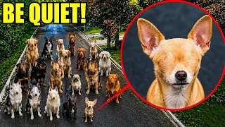 IF YOU EVER SEE EVERY DOG WITHOUT EYES… DON’T LET THEM HEAR YOU! 😱