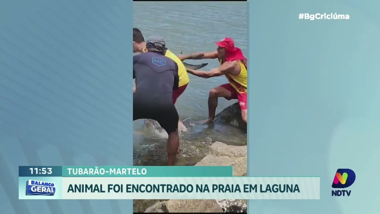 Final feliz: resgate marinho do Tubarão-Martelo em Laguna com a ajuda da comunidade