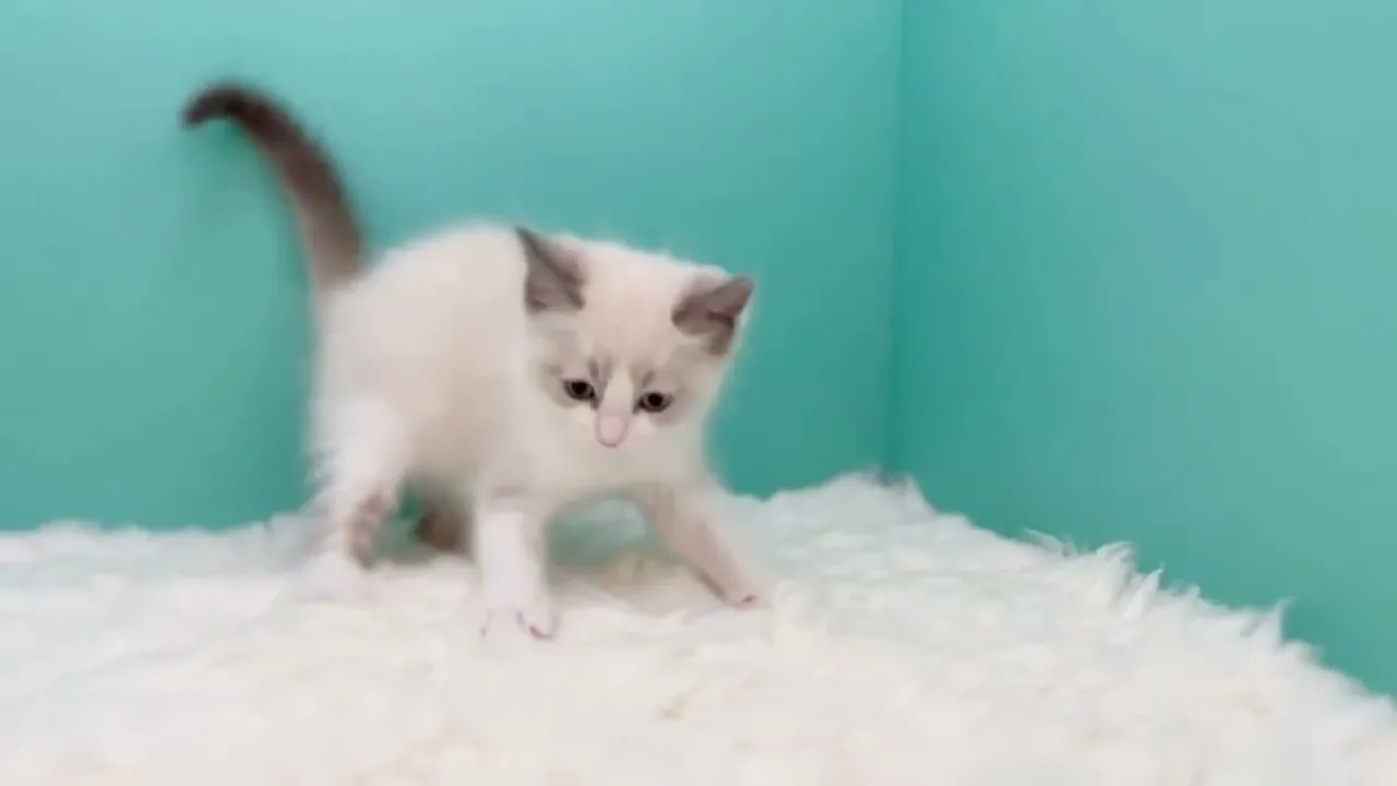 動画
