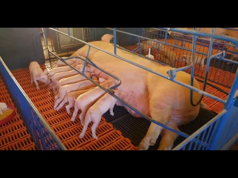 Agro Saúde e Cooperação - Suinocultura Catarinense