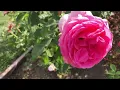 Download Lagu Rose Garden outstanding  civic volunteers