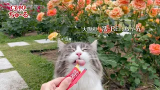 ＣＩＡＯちゅ～る　２０２１年夏　お外篇
