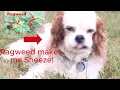 What Ragweed Actually Looks Like and Why It Ruins Your Fall