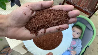 ملعقة صغيرة يوميا من هذه البذور تقوي وتعالج كسور العظام وتقضي على آلام المفاصل الظهر الرقبة نهائي ا 