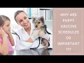 Puppy Vaccine Schedule