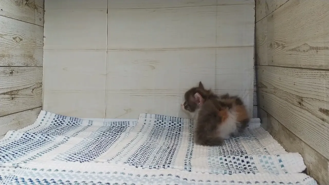 動画