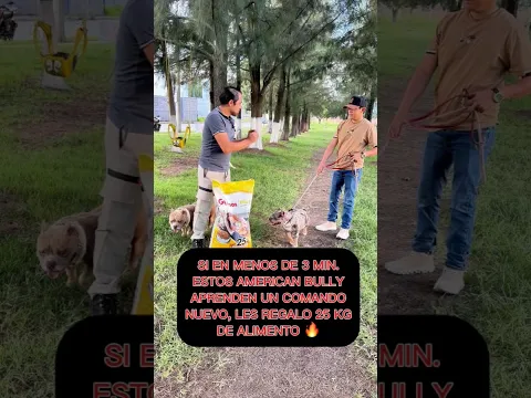 Si este Américan Bully aprende el echado en menos de 3 minutos se gana 25kg de alimento 😱
