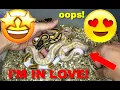 Banana Pied Clutch Update Killed The Odds