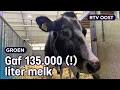 Download Lagu Harmke 309 is de oudste koe van Nederland | RTV Oost