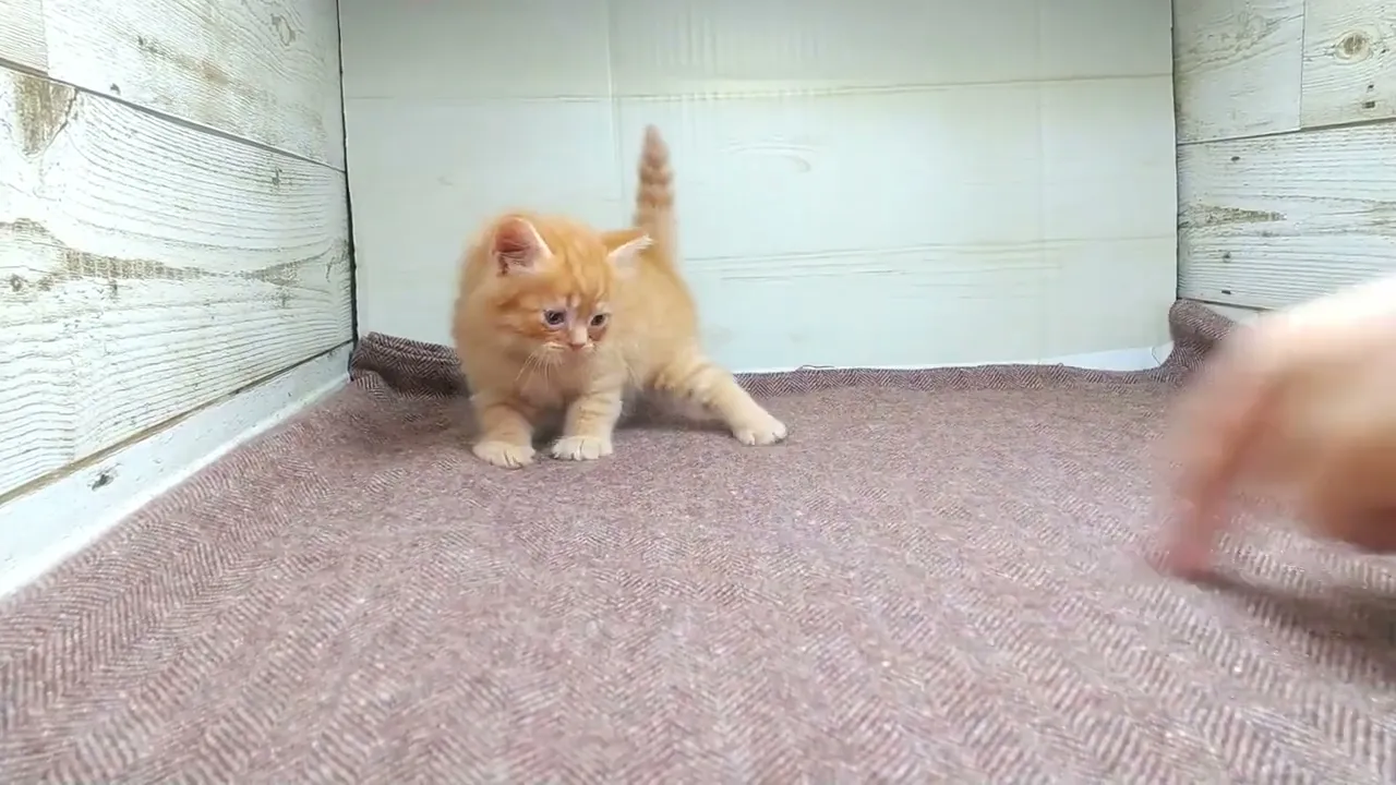 動画