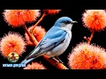 Download Lagu Самая красивая мелодия на свете! Музыка для души! Отличная музыка Сергей Грищук