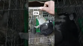 طريقة تزاوج الأرانب الأرانب 