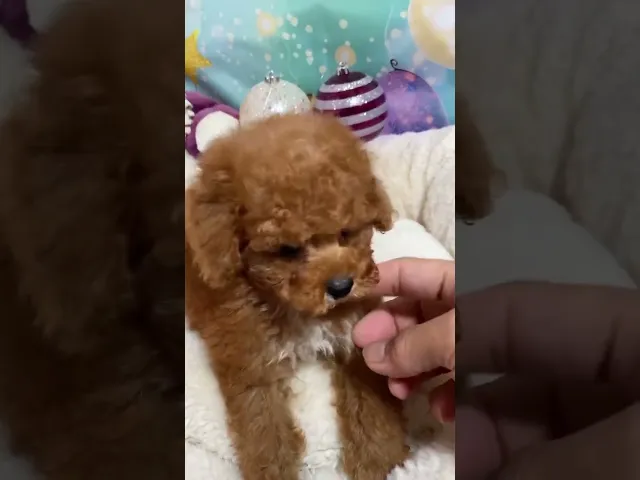 動画