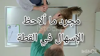 الإسهال في القطط أسبابه أعراضه علاجه و الوقاية منه 
