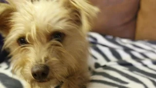 Mix 94 1 Pet of the Week Meet Tucker