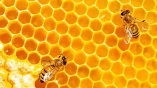 Honey bee