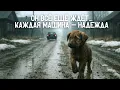 Download Lagu Щенок БРОСАЛСЯ на колёса каждой машины… Потому что верил — та самая ещё вернётся