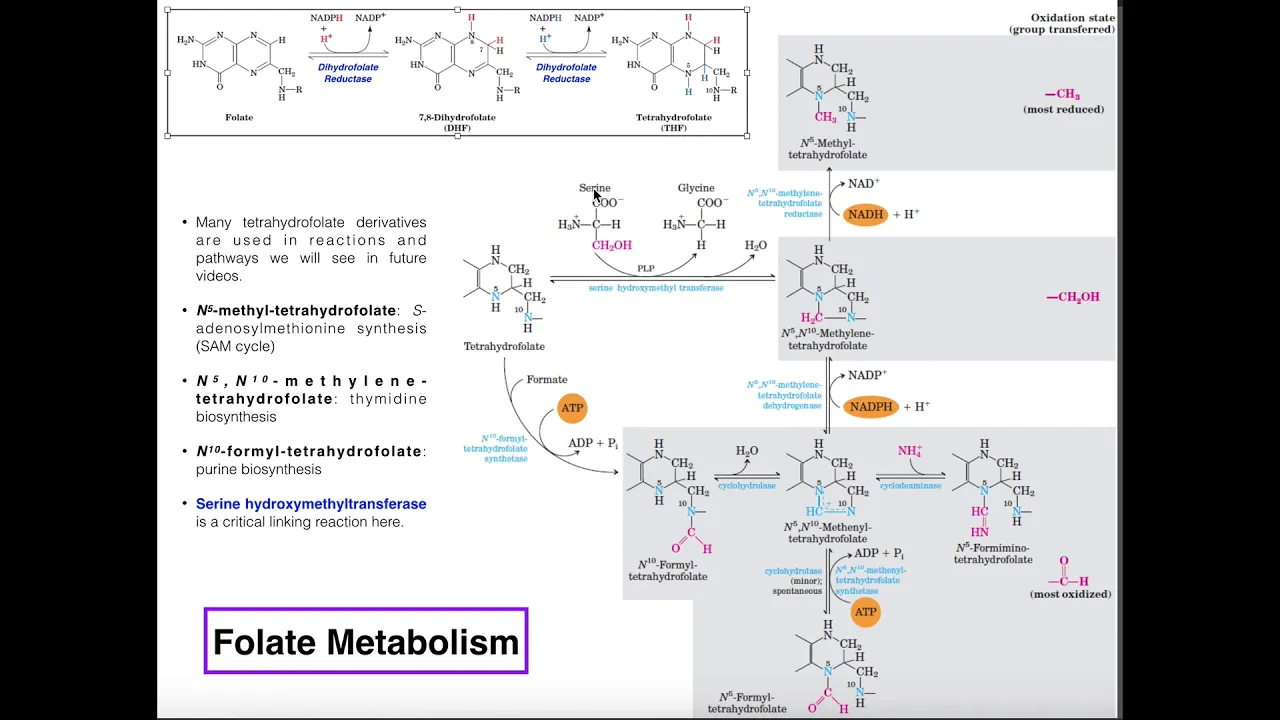 Folate and Tetrahydrofolate Metabolism